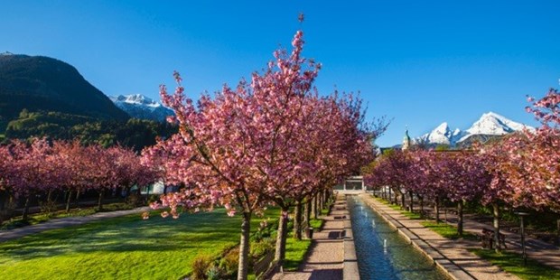 Tagungshotels - nächstes Hotel - Ruhgassing - Kurgarten mit Kirschbäumen - AlpenCongress Berchtesgaden