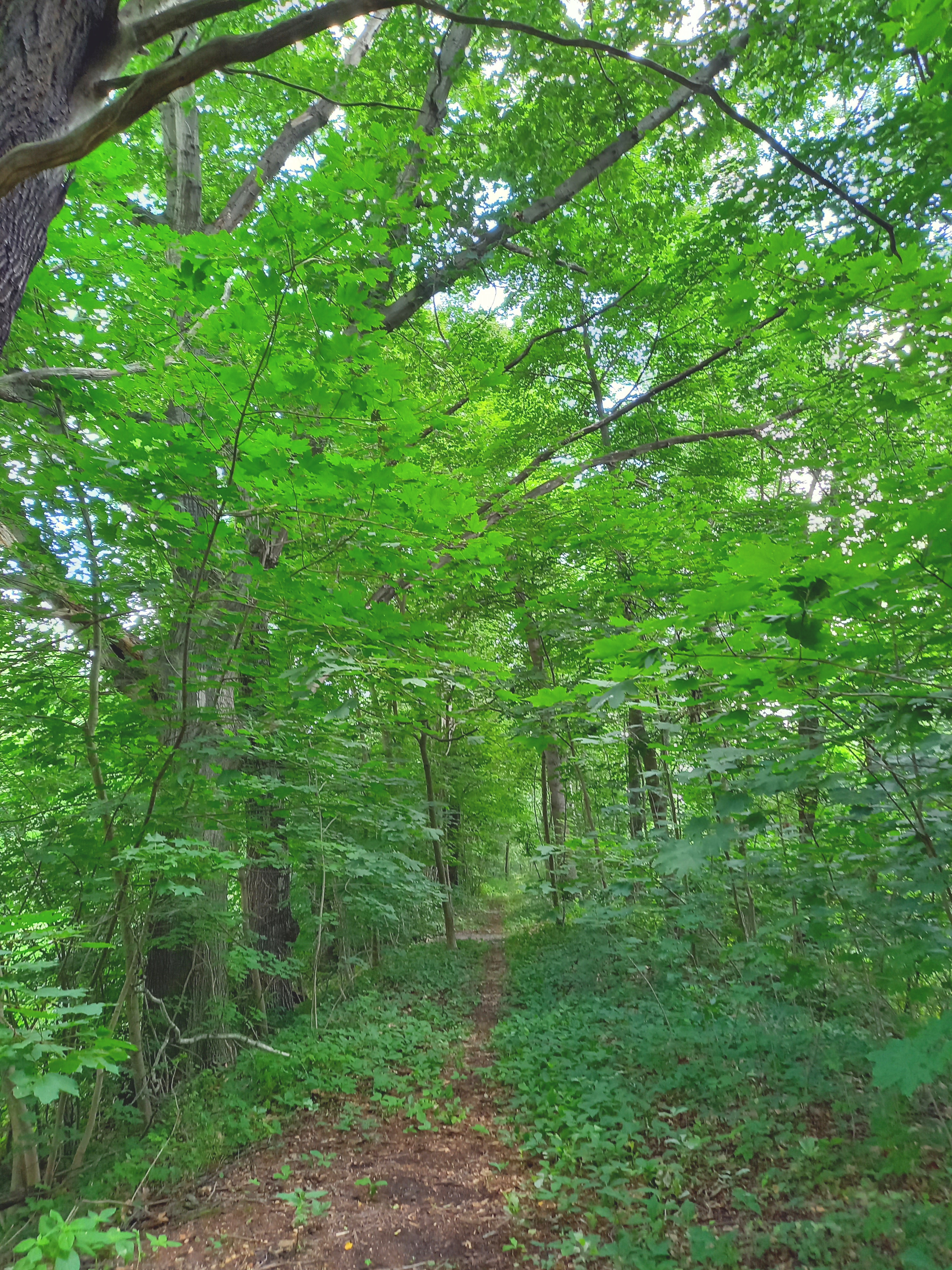 Seminarraum: eigene Waldwege zum Entspannen - Elstermühle Plessa