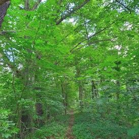 Seminarraum: eigene Waldwege zum Entspannen - Elstermühle Plessa
