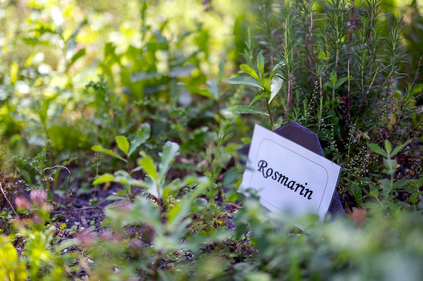 Seminarraum: Hauseigener Kräutergarten sorgt für  gesunde und frische Würze an unseren Speisen. - Waldhotel Schäferberg 