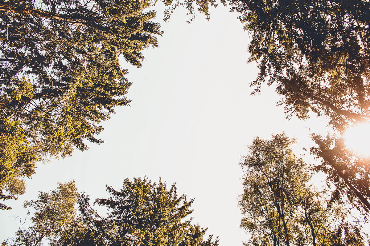 Seminarraum: Unsere Waldlichtung für Seminare und Retreats - EGGERSHOF