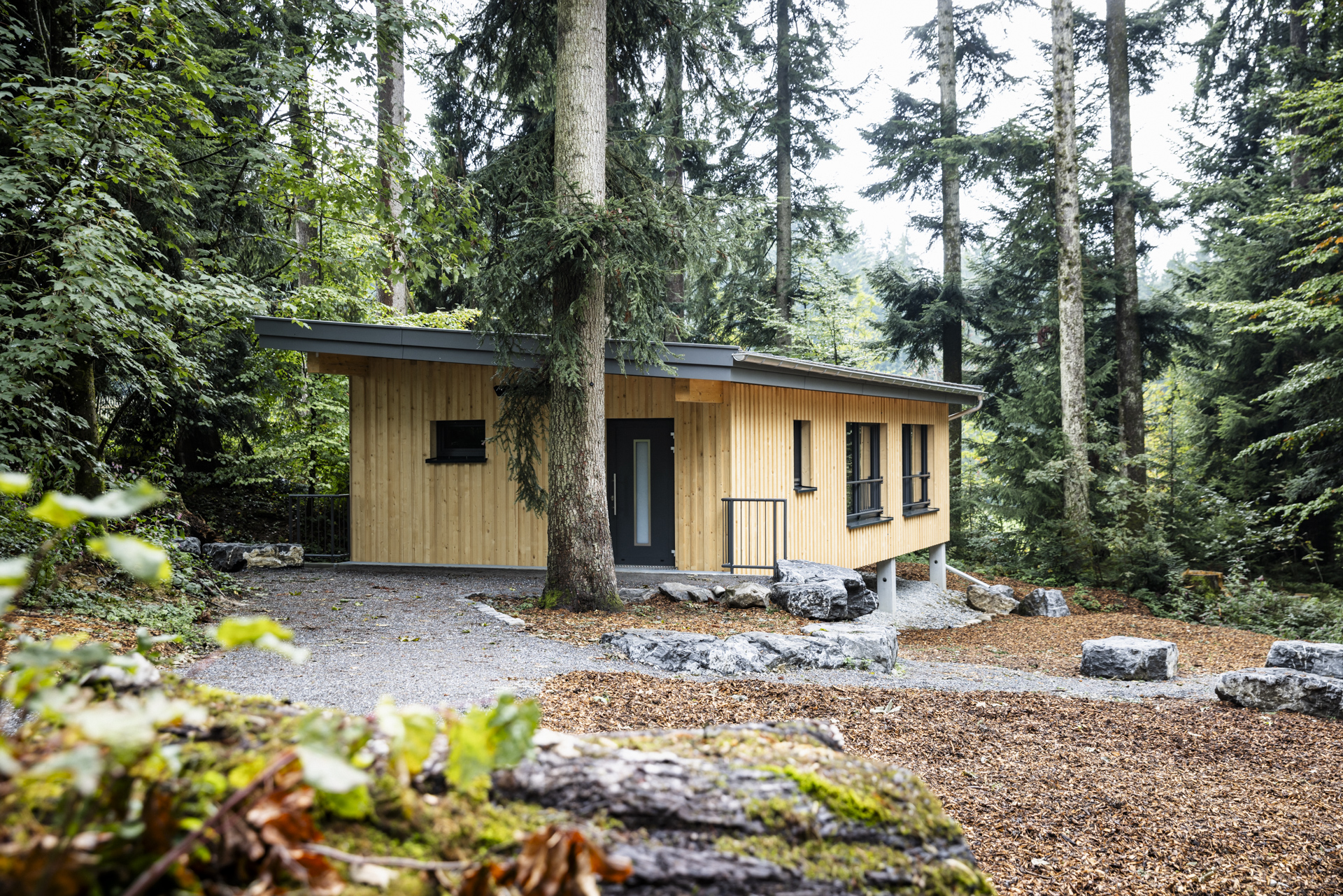 Waldräume Allgäu Räume Waldraum Fichte