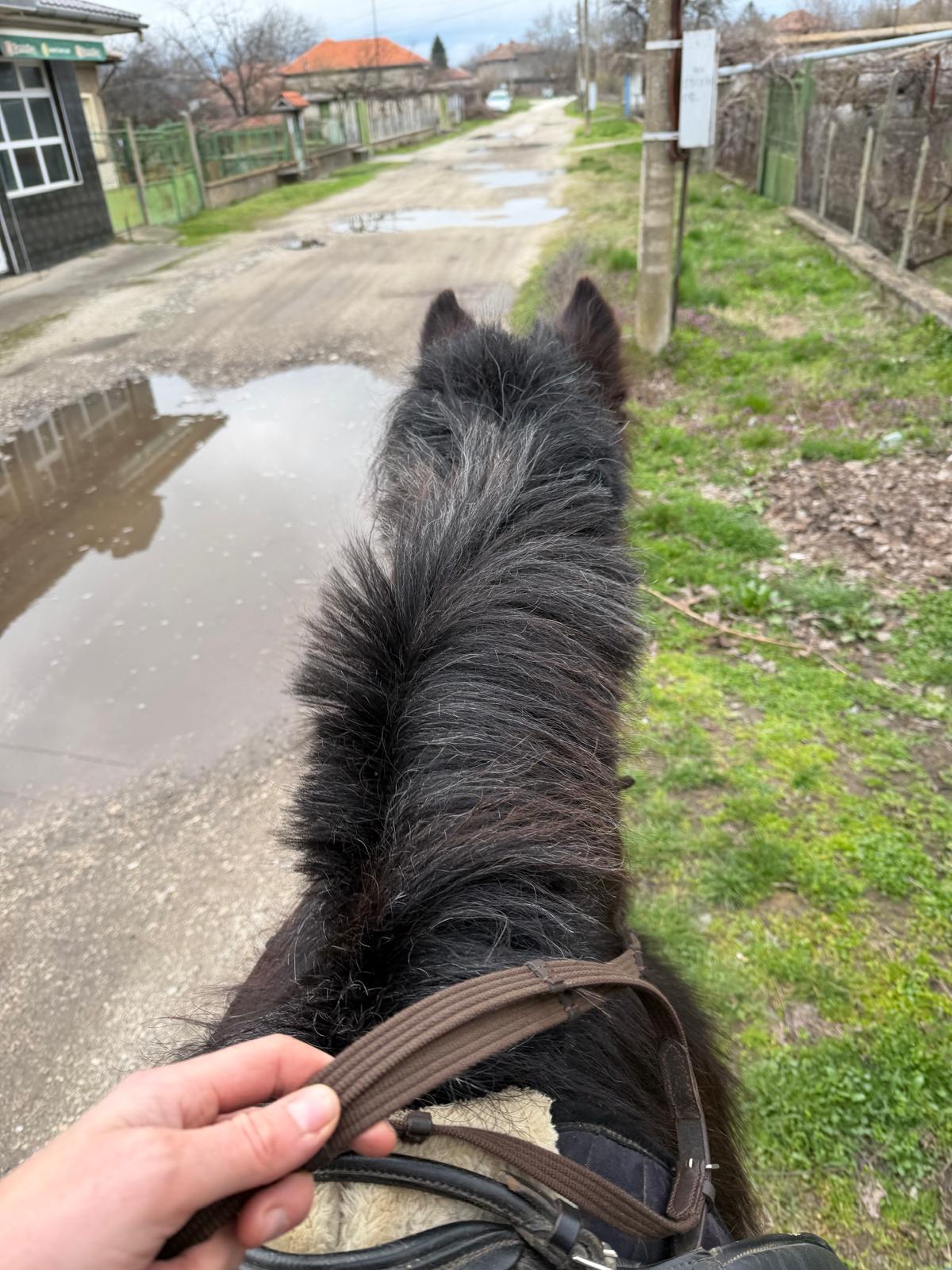 Seminarraum: Ausritte - Harmonic Hooves - Retreat Location 