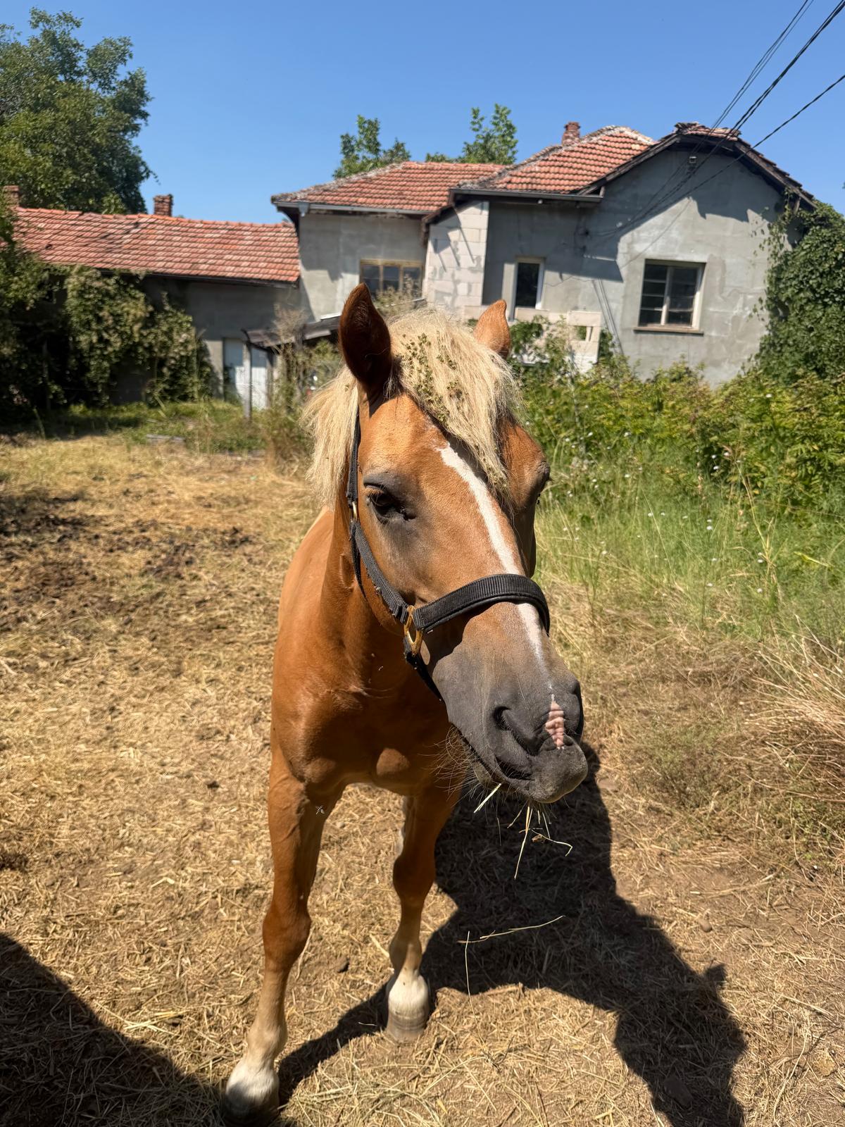 Seminarraum: Pferd - Harmonic Hooves - Retreat Location 