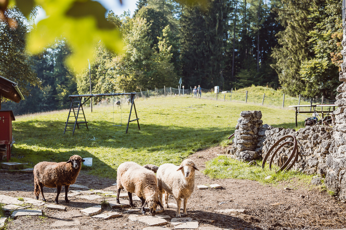 Seminarraum: Bergpension Maroldhof