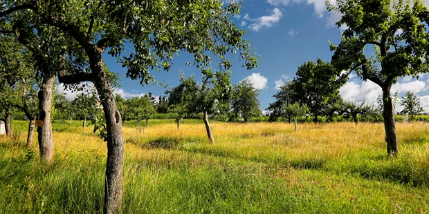 Tagungshotels - Thüringen Ost - Hoteleigener Park und Garten - Konsumhotel Dorotheenhof Weimar